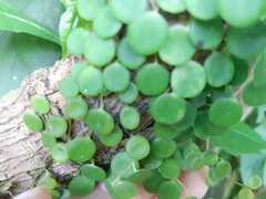 Peperomia rotundifolia