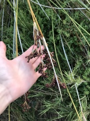 Juncus acutus leopoldii