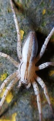 Arachosia