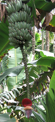 Musa × paradisiaca