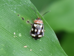 Alagoasa trifasciata