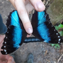 Morpho