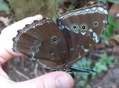 Morpho