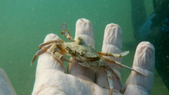 Liocarcinus