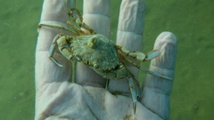 Liocarcinus