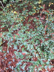 Cotoneaster
