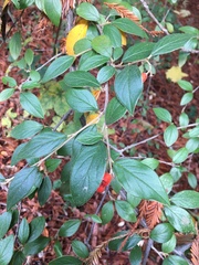 Cotoneaster