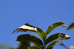 Heraclides androgeus epidaurus