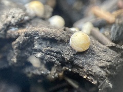 Sphaerobolus stellatus