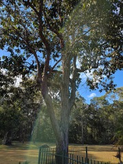 Lophostemon suaveolens