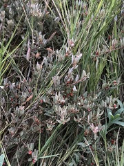 Atriplex semibaccata