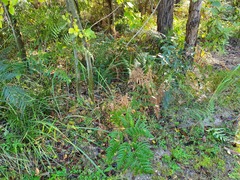 Pteridium esculentum