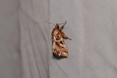 Callopistria exotica