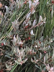Atriplex semibaccata