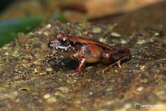 Ischnocnema henselii