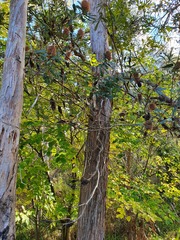 Banksia integrifolia