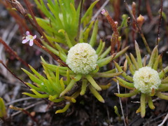 Siloxerus filifolius