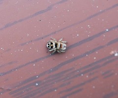 Attulus penicillatus