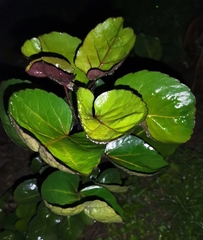 Polyscias scutellaria