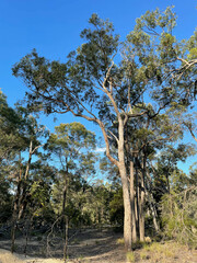Eucalyptus apothalassica