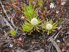 Siloxerus filifolius