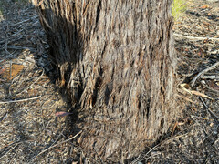 Eucalyptus apothalassica