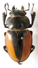 Odontolabis cuvera cuvera