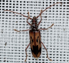 Phoracantha synonyma