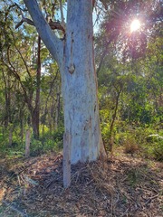 Eucalyptus racemosa