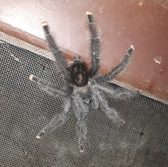 Avicularia