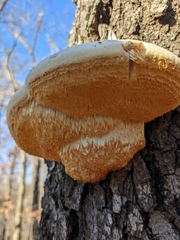 Pseudospongipellis unicolor