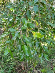 Petalostigma pubescens