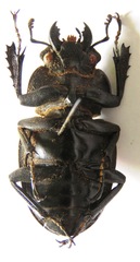 Odontolabis cuvera cuvera