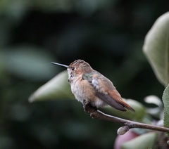 Selasphorus sasin