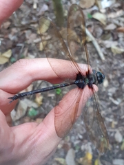 Gynacantha membranalis