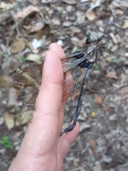 Gynacantha membranalis