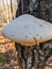 Pseudospongipellis unicolor