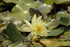 Nymphaea mexicana