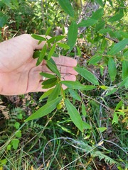Wikstroemia indica