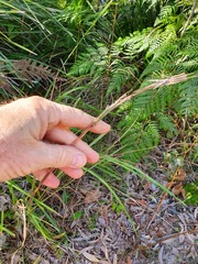 Cymbopogon refractus