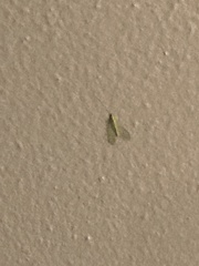 Chrysopa quadripunctata