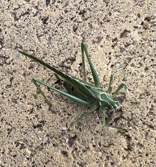 Insara elegans
