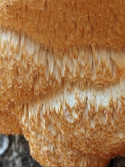 Pseudospongipellis unicolor