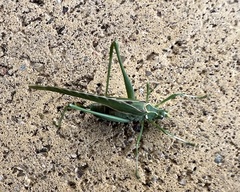 Insara elegans