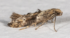 Epermenia albapunctella