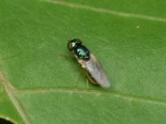 Microchrysa