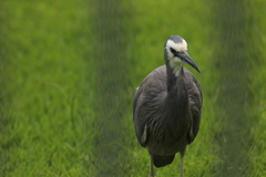 Egretta novaehollandiae novaehollandiae