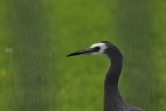Egretta novaehollandiae novaehollandiae