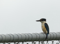 Todiramphus sanctus vagans