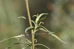 Xerochrysum viscosum